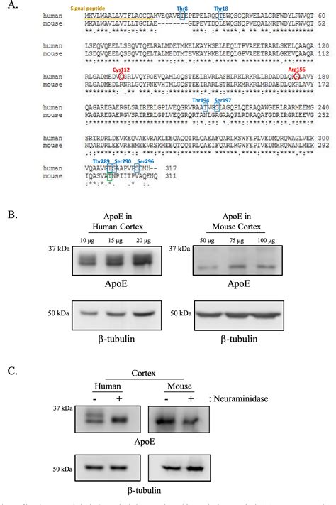 Figure 1 From Human Apolipoprotein E Isoforms Are Differentially