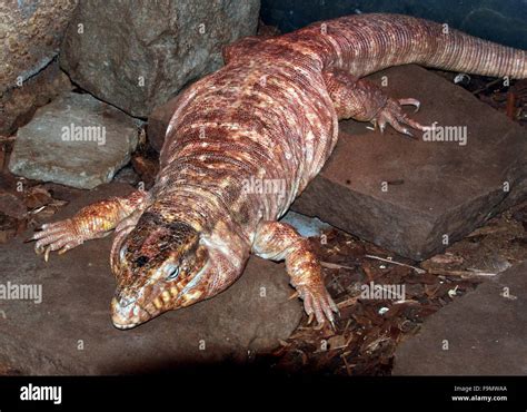 Female Argentine Giant Red Tegu Lizard Tupinambis Rufescens Stock