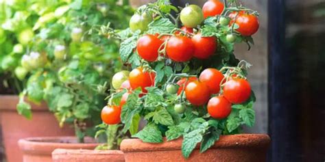 How to Grow Tomatoes Indoors: Inside Secrets - Backyard Eden