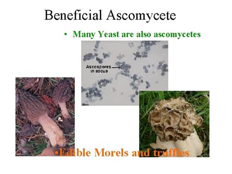 Ascomycetes Phylum Ascomycota Ascomycetes Group of fungi characterized