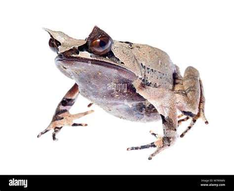 Malaysian Horned Frog