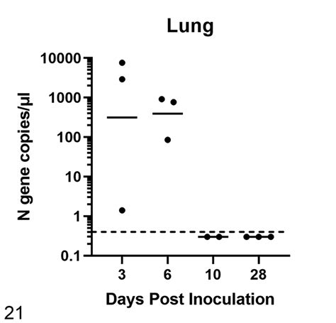 Viral Load In The Lung Of SARS CoV 2 Infected Cats Viral RNA Was