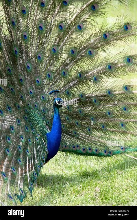 Paon Affichant Des Plumes Banque De Photographies Et Dimages Haute