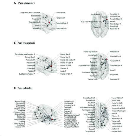 Structural Connections From Pars Opercularis A Pars Triangularis