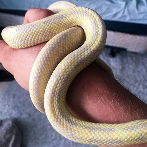 Hypo Yellow Rat Snake? - Rat Snakes - MorphMarket Reptile Community