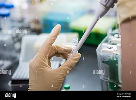 Análisis de Western blot Se utiliza como análisis de proteínas para la