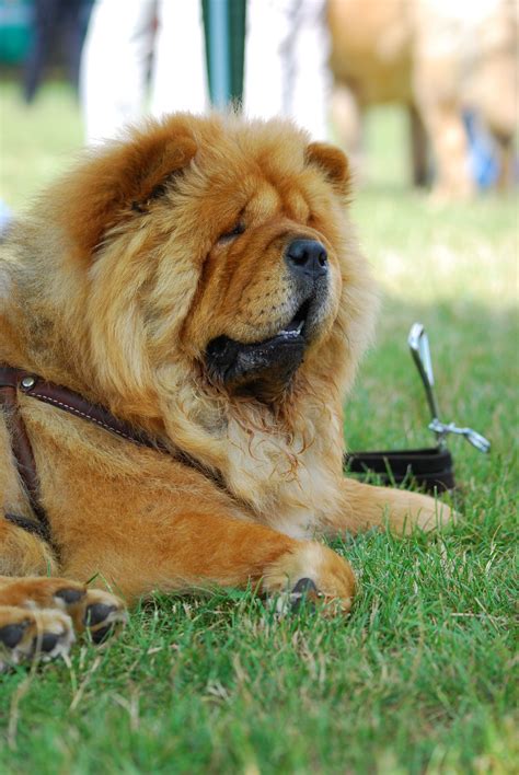 Filechow Chow K 01 Wikipedia The Free Encyclopedia