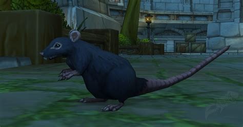 Ratte Von Sturmwind NPC World Of Warcraft