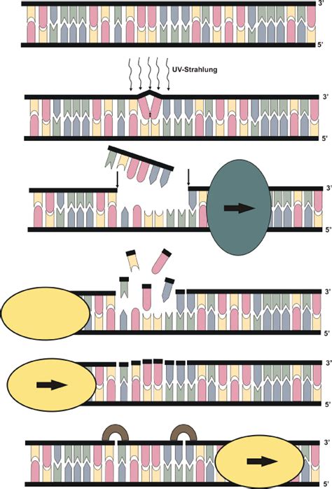 Dna Reparatur