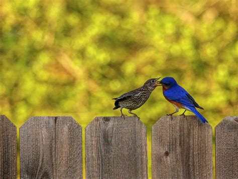 Male Eastern Bluebird Feeding Juvenile Photograph by Judy Vincent - Pixels