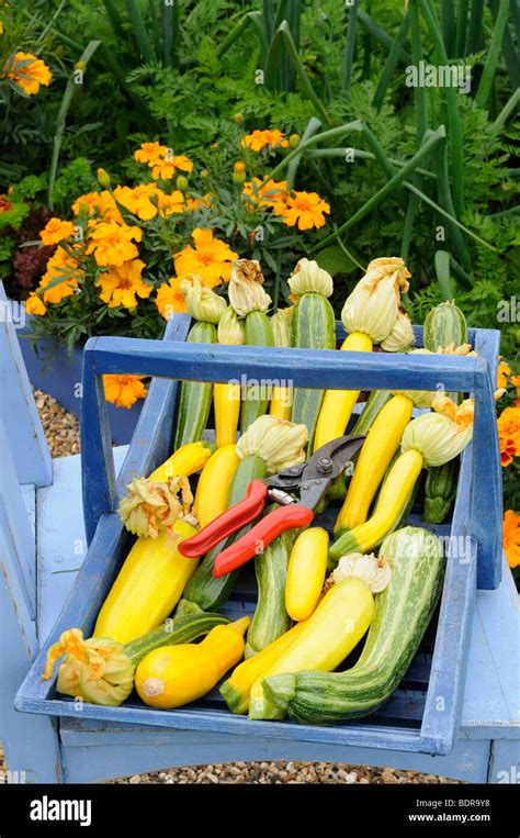 Home Grown Vegetables Freshly Harvested Courgettes In Blue Trug On Garden Seat Norfolk Uk