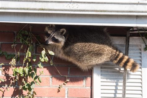 Humane Raccoon Trapping and Removal - Raccoon Removal Hamilton