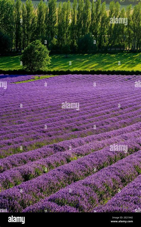 Lavender Field Shoreham Castle Farm Kent England Uk Stock Photo