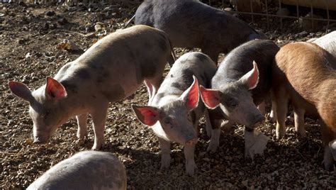 La Bretagne en alerte face aux cas de peste porcine détectés en