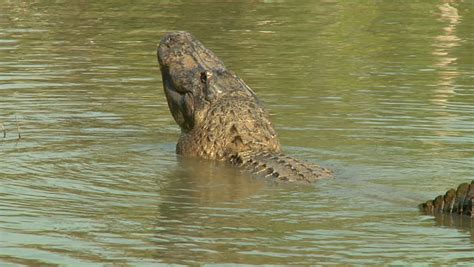 Alligator Mating Call Stock Footage Video 1455661 - Shutterstock