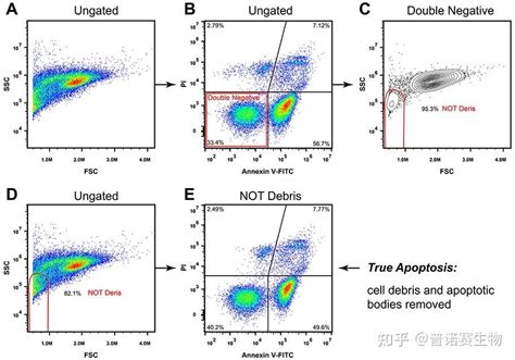 Annexin V流式检测细胞凋亡的数据分析方法 知乎