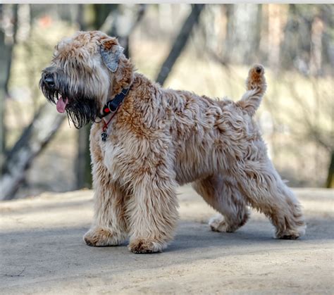 Wheaten Terrier Adoption: Wheaten Terrier Puppy For Sale and Adoption