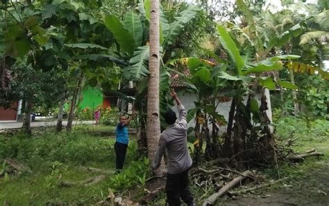 Jatuh Dari Pohon Kelapa Meter Pria Lansia Di Kulonprogo Meninggal Dunia