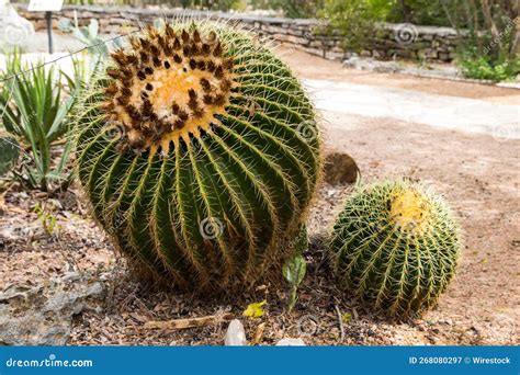 Echinocactus Grusonii Known As The Golden Barrel Cactus Golden Ball Or Mother In Law S Cushion