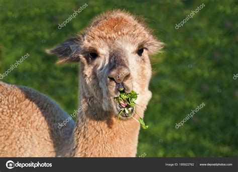 Alpaca Vicugna Pacos Close Stock Photo by ©CHROMORANGE 185922762