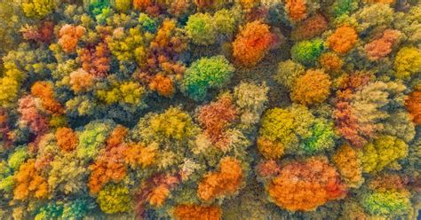 Foto Zum Thema Herbst Helle Bunte Bäume Grün Orange Und Rötlich