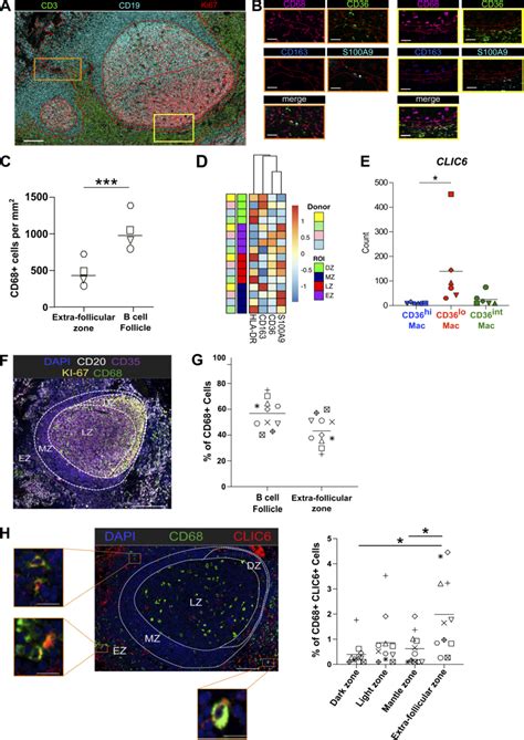 Tonsil Macrophage Subsets Are Localized In Different Anatomical Download Scientific Diagram