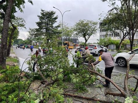 Pohon Tumbang Akibat Hujan Deras Sempat Ganggu Arus Lalu Lintas Jalan