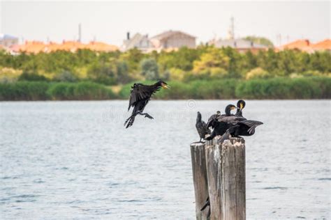 Black Cormorant Flying Over The Sea The Great Cormorant Phalacrocorax