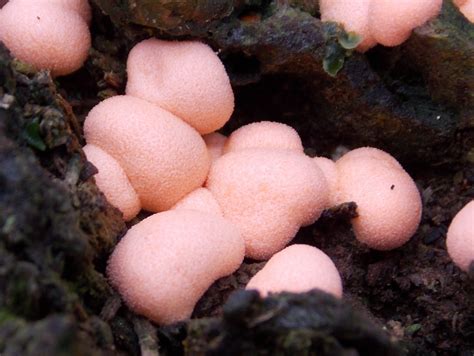 Pink Slime Mold Lycogola Epidendrum British Nature Guide