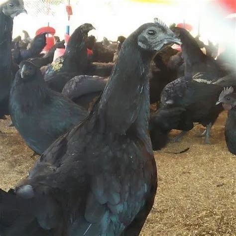 Black Live Kadaknath Chicken Kg At Kg In New Delhi Id