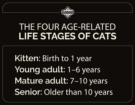How Lengthy Do Cats Stay? - worldpetinfo.com
