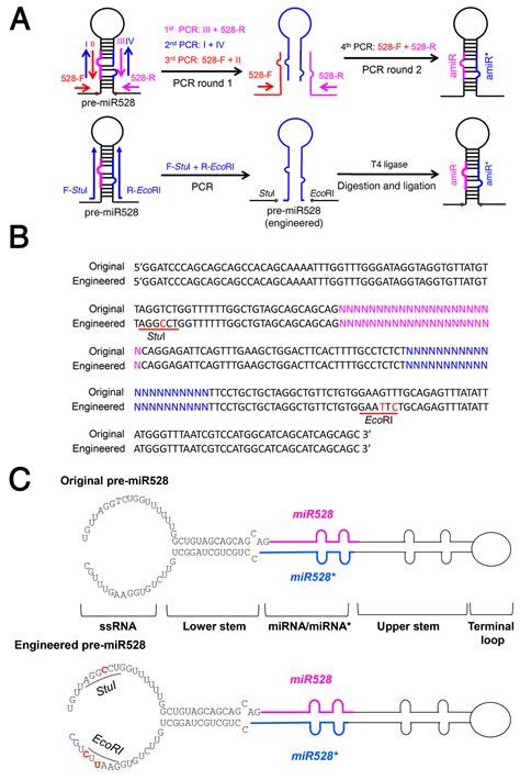 IJMS Free Full Text Engineered Artificial MicroRNA Precursors