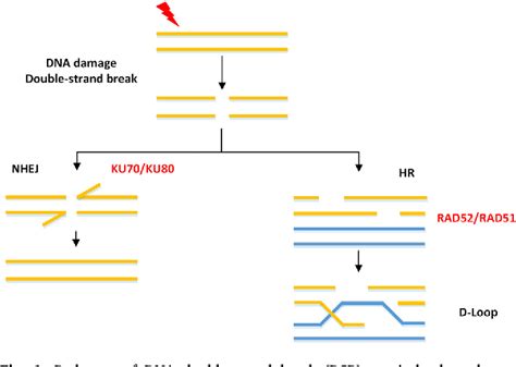 Figure 1 From Improving The Homologous Recombination Efficiency Of