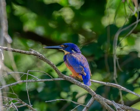 PARK IN FOCUS – Nerang National Park – National Parks Association of ...