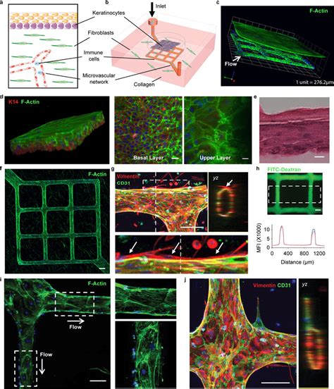 Skin On Chip Contains A Stratified Epidermis And Dermis With A