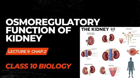 Osmoregulatory Function Of Kidneyclass 10 Biologychapter 2