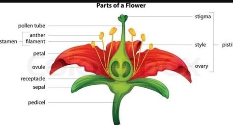 Diagram Of The Longitudinal Section Of Pride Of Barbados Flower