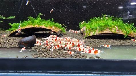 Krewetki Caridina Crystal Red Youtube