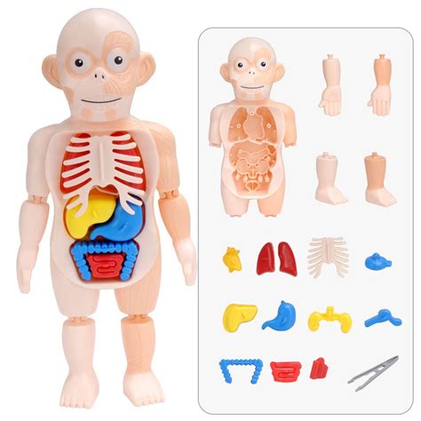 Montessori Auxiliar De Ensino Corpo Humano Anatomia Modelo 3d Quebra