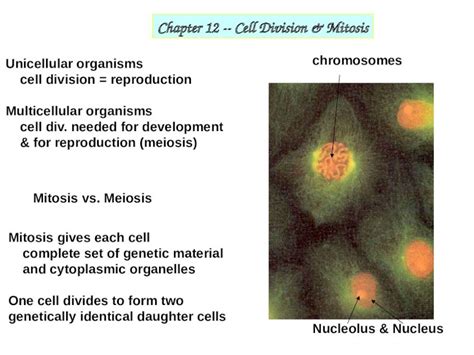 Pptx Chapter 12 Cell Division And Mitosis Unicellular Organisms Cell Division Reproduction