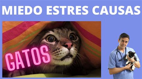 MIEDO ANSIEDAD Y ESTRES EN GATOS YouTube