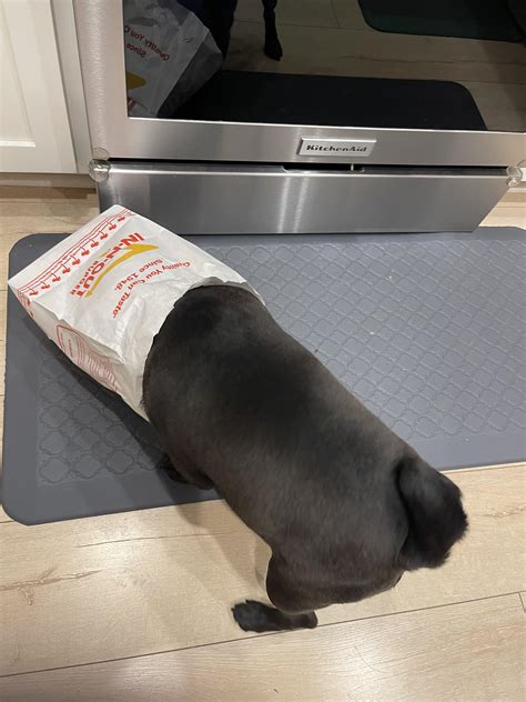 In and Out? : r/pugs