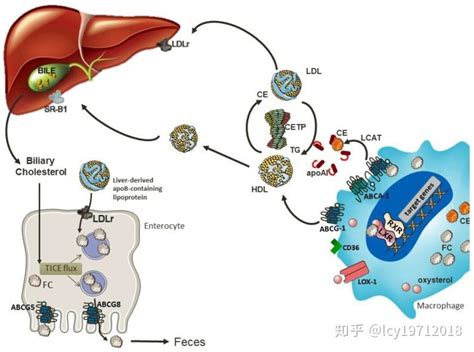 胆汁酸合成及胆固醇稳态调控 知乎