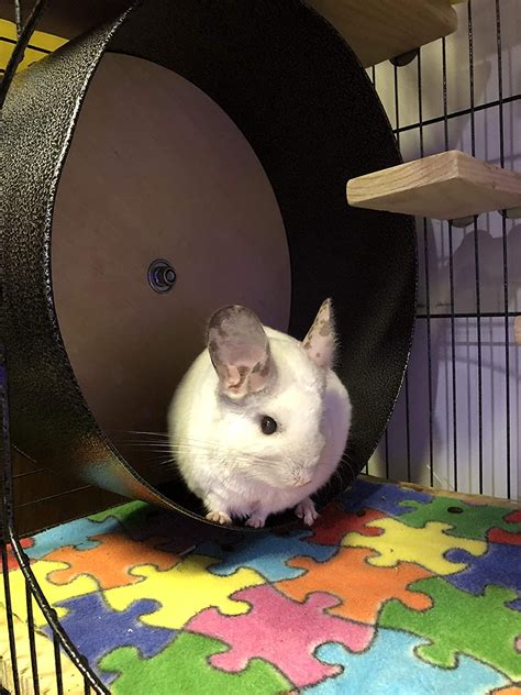 Chinchilla Ball