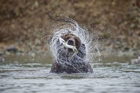 Amazing wildlife in our National Parks