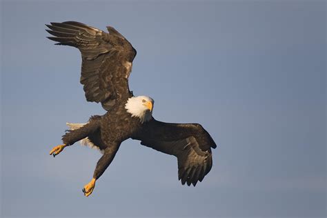 The Southeast Alaska Birding Trail A Guide To The Southeasts Natural