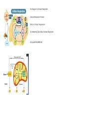 Process Of Cellular Respiration Docx The Diagram Of Cellular