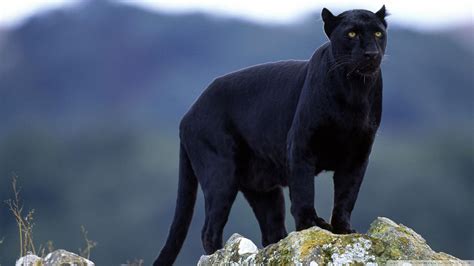 Black Panther Panthers Big Cats Animals Black Panther Hd Wallpaper