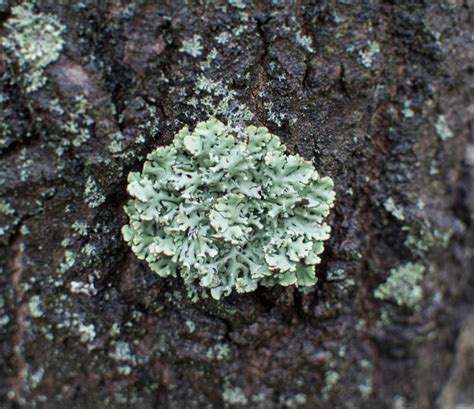 The Hidden World Of Tree Lichens