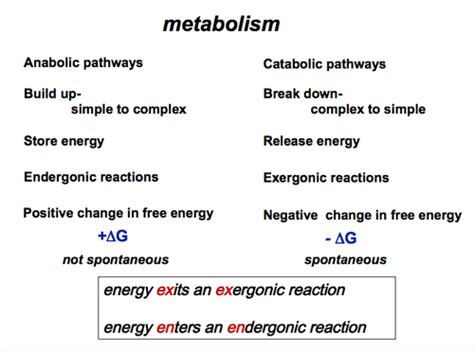 Biochem Metabolism Flashcards Quizlet